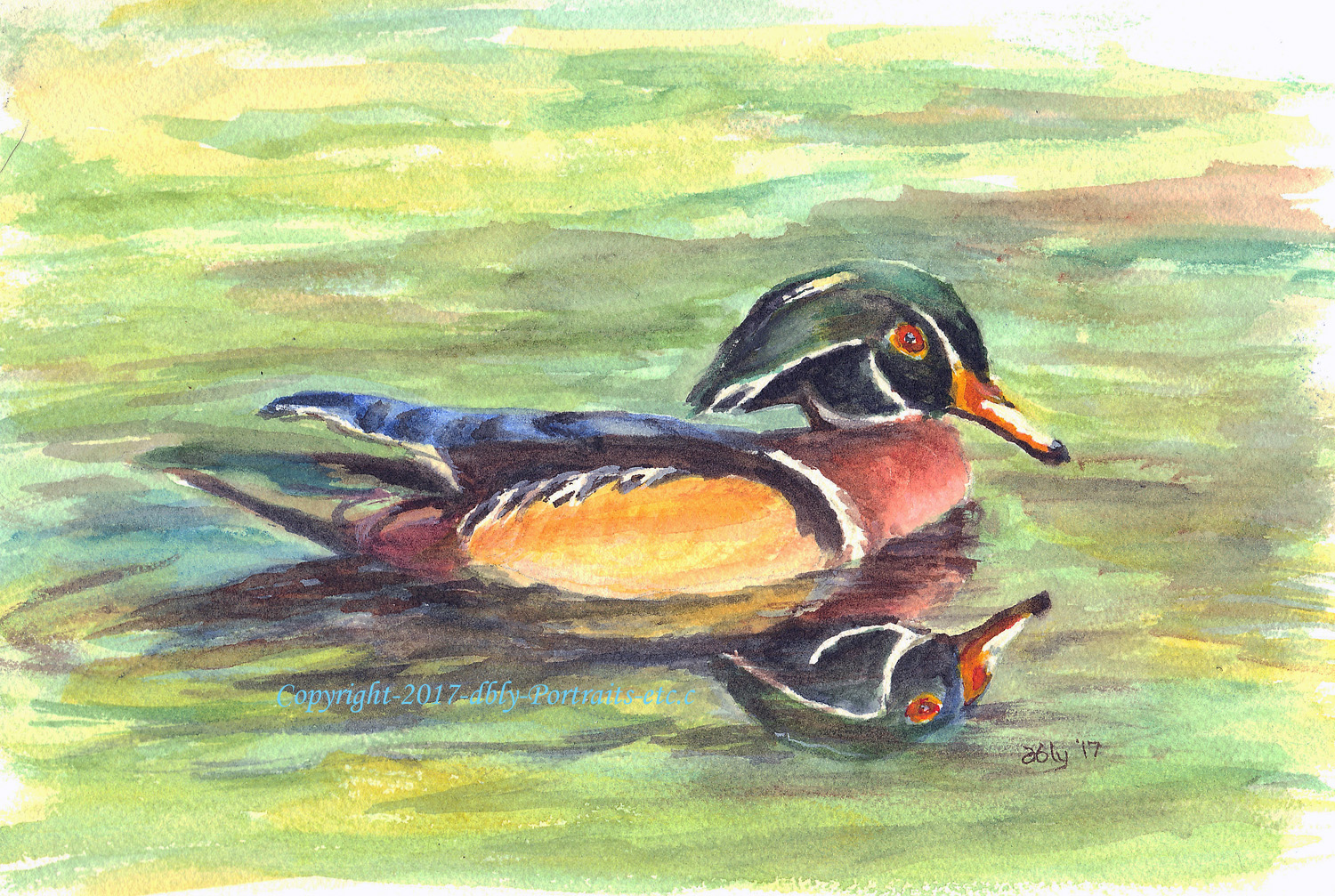 Wood Duck