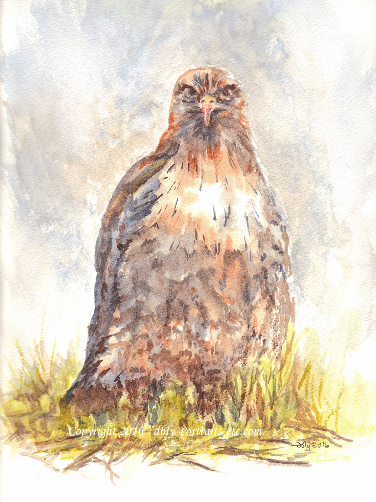 Hawk